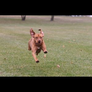 Meet your Posher, William